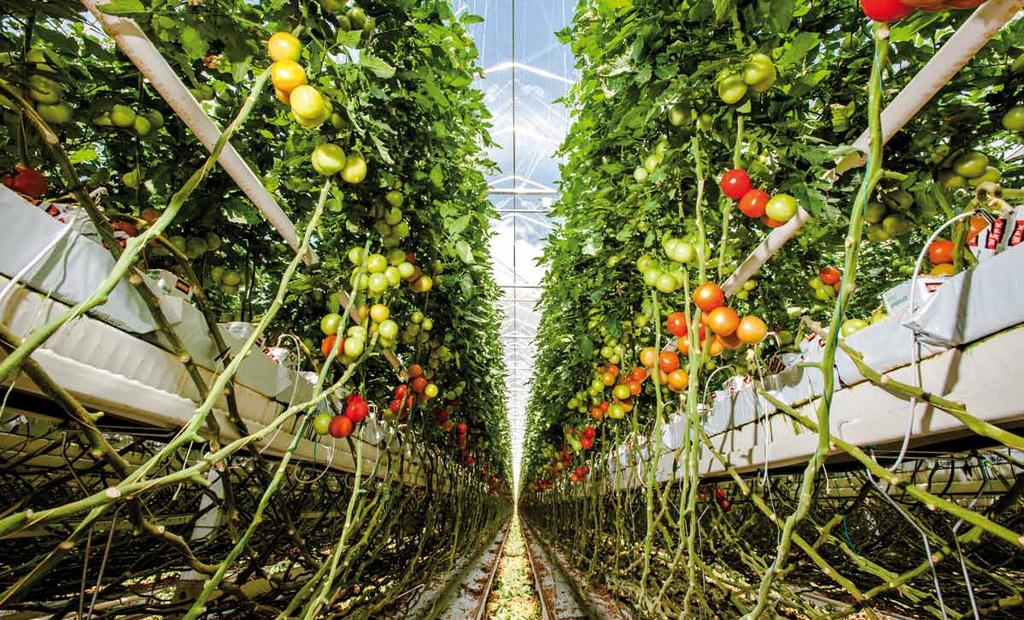 The Ecomax Greenhouse solution brings savings, efficiency and