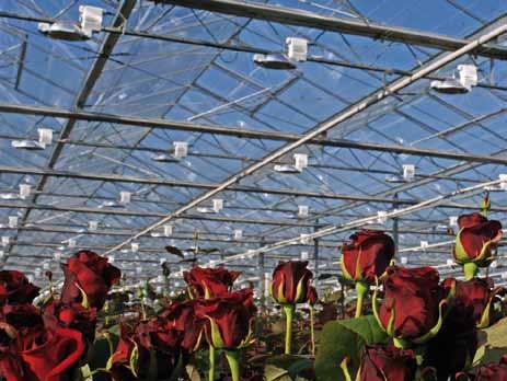CHP: the best efficiency choice for growers.