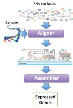 RNA-Seq Align
