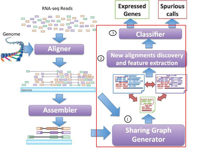The workflow of GeneScissors Pipeline. Zhang Z et al.
