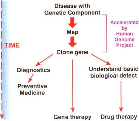 Why map genes?