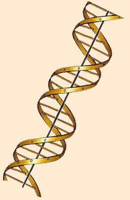 Deoxyribonucleic acid (DNA) The double helix James D.