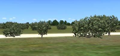 tb Olive Tree 3-6m