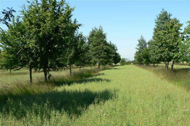 Figure 1: Silvoarable system, Wakelyns Agroforestry, Suffolk, UK.