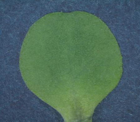 B. lactucae: Transgenic T 3 lettuce seedlings