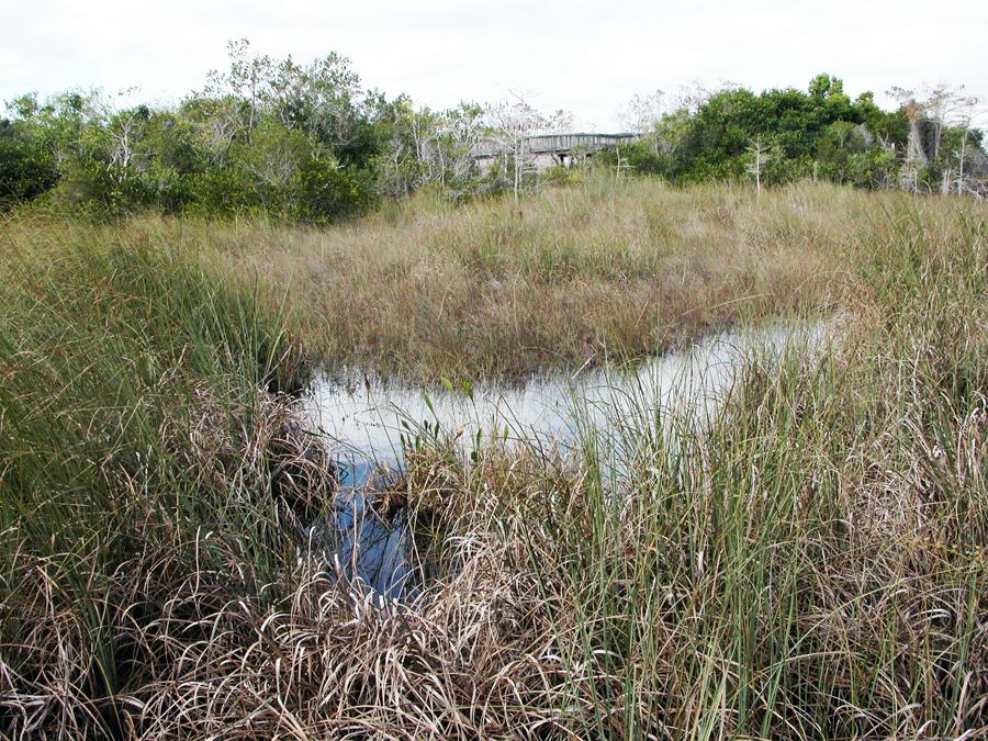 OCEANOGRAPHY 11. The Coastal Ocean notes from the textbook, integrated with original contributions Part 2: Wetlands, and Pollution Alessandro Grippo, Ph.D.