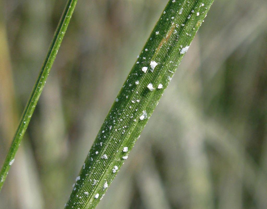 Salt Crystals on Spartina alterniflora sandy richard https://www.flickr.