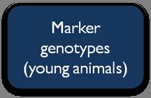 Phenotypes (own + progeny) Pedigrees Conventional genetic prediction models Breeding values (animals with phenotypes)