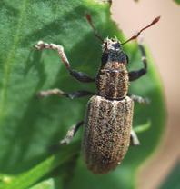 Pea Leaf Weevil Management Guide 5 Identification Adult Adult pea leaf weevils are slender,