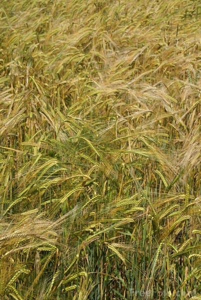 Crop residue Barley yield (bu acre -1 ) Wheat 79 Canola 82 (NS) Faba bean (GM) 90 (14%)* Faba bean (seed) 83 (NS) Pea 84 (6%)* Lentil 85