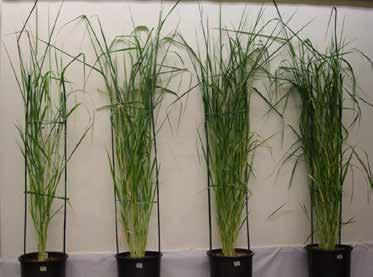 T3 Platform: C4001 Switchgrass Lines Immature inflorescence derived cultures obtained from best primary transformants Plants regenerated from cultures, 4