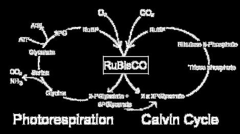 Smart Carbon Grid: C3003 Photorespiration: A side reaction in crops having the C3 photosynthesis system that limits yield Many key food crops rely on C3 photosynthesis - rice, wheat, soybean, canola,