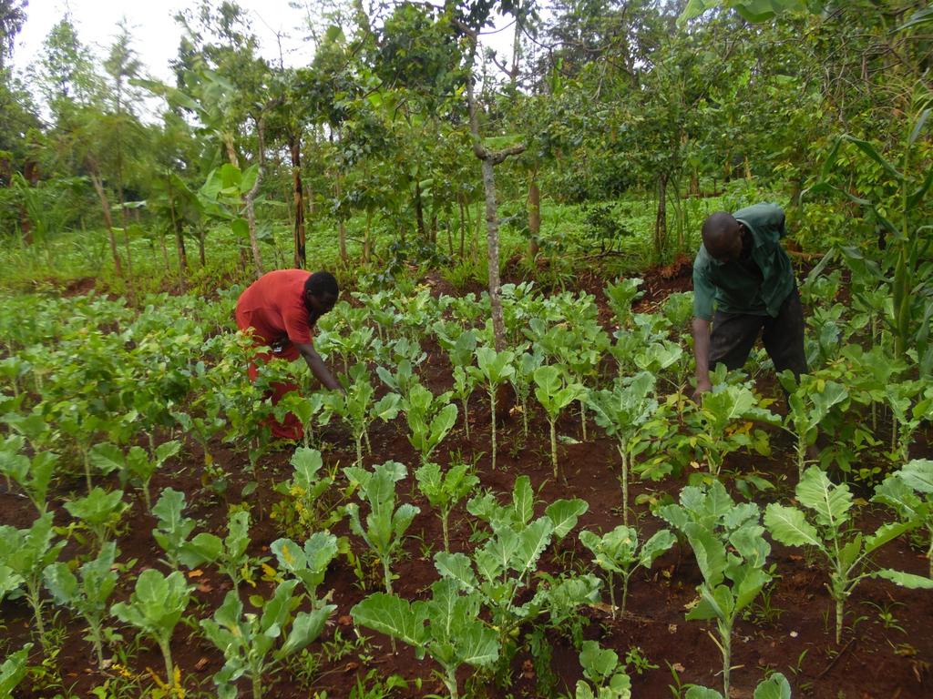there are many diseases that thrive, diseases that only affect a specified type of crop and again the soils weaken due to over exploitation as this leads to a decrease in availability of nutrients as