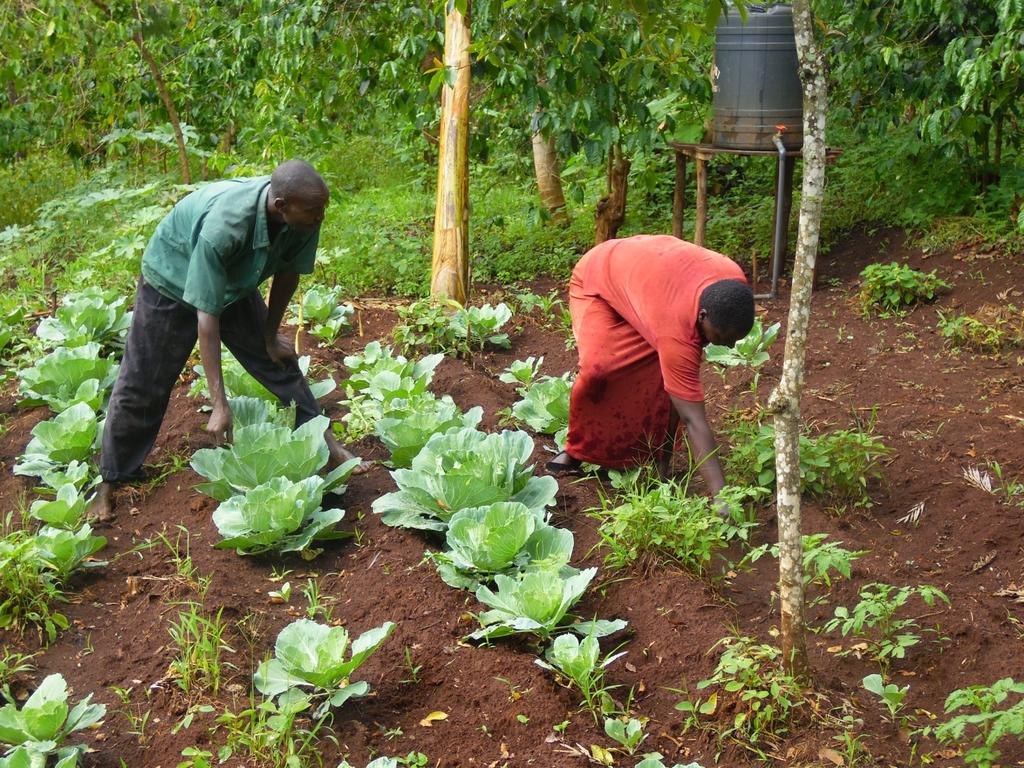 The couple also practices drip irrigation as the method offers no wastage on water and fertilizer as it wets the root zone alone and meets the full water and fertilizer needs of the crop.