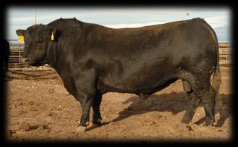 Emerson (2011) Real World Results: K Lazy K Ranch,