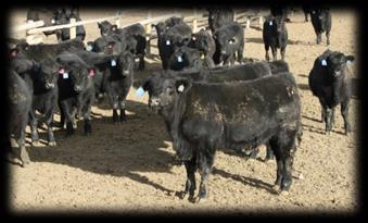 conversion Angus bulls. In 2012: 396 steers went 99.