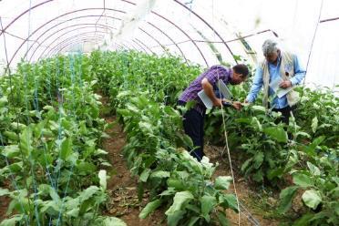 Increasing area under cumin, coriander and lentils ha 150000 100000 50000 Cotton ha