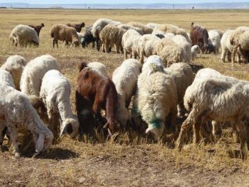 Livestock Greatly reduced numbers Shortage of vaccines and other veterinary products