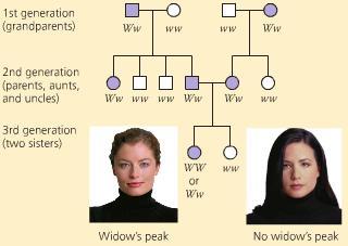 [Adv. Bio] Ch14-9 Collect family s history for a trait and assemble information on a family tree FAMILY PEDIGREE!