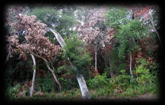 Gaps in Tree Islands Ambrosia Beetle Dead Swamp