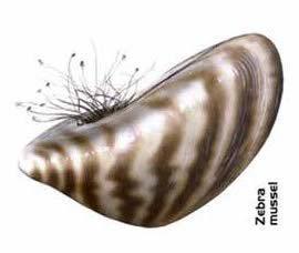 extinction Zebra Mussels are threatening thirty freshwater mussel