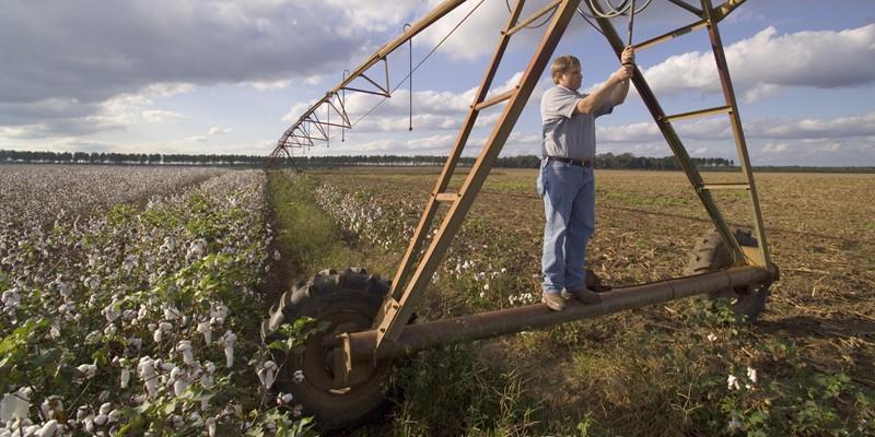 Cotton Sorghum Saving water by crop shifting