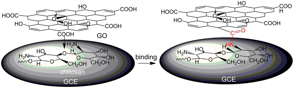 Fig. S1 Binding protocol of chitosan to GO at electrode