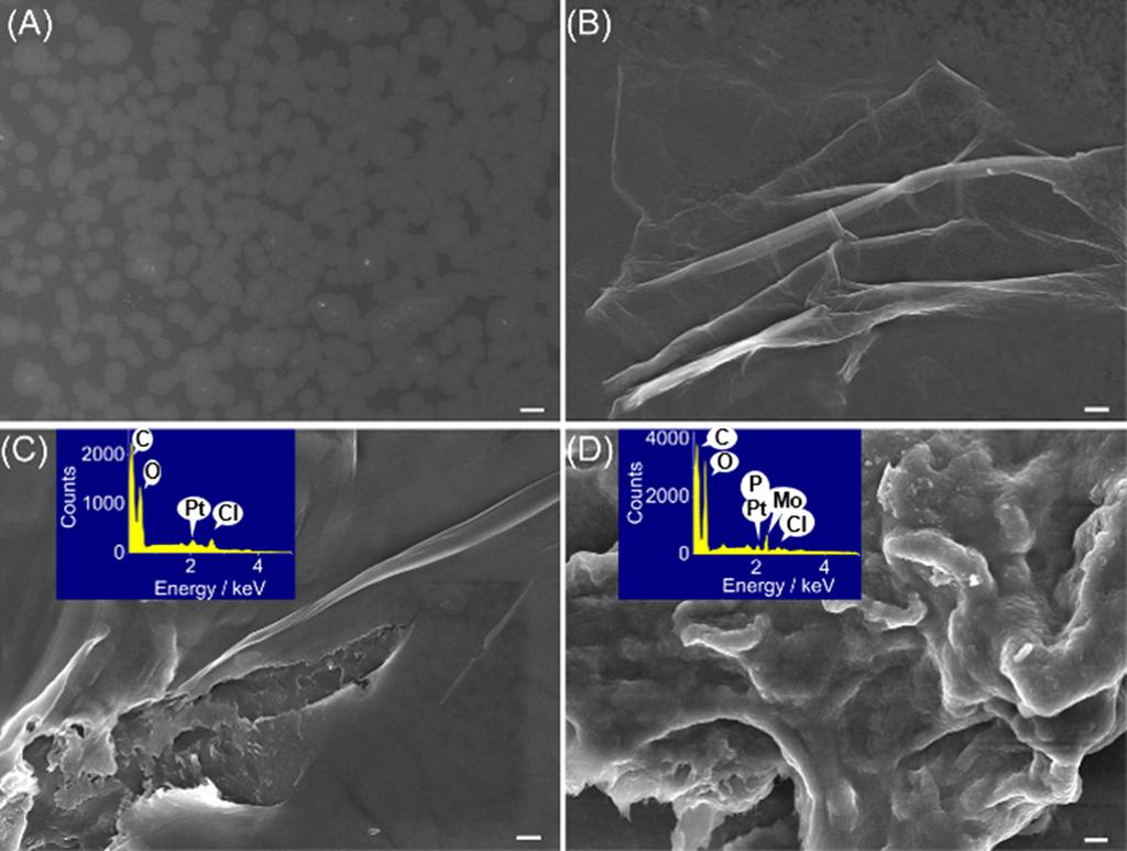 S2 SEM images of (A) chitosan, (B) chitosan/go, (C)