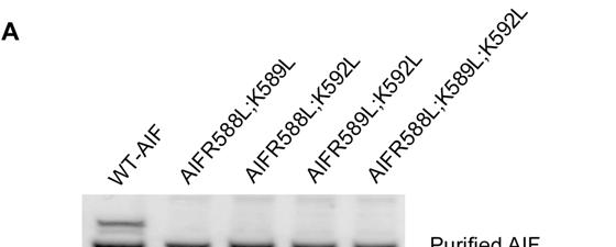 Fig. S3. Determination of amino acids in AIF responsible for PAR binding.