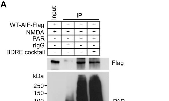 Fig. S6. DNA and RNA are not involved in PAR-AIF interaction.