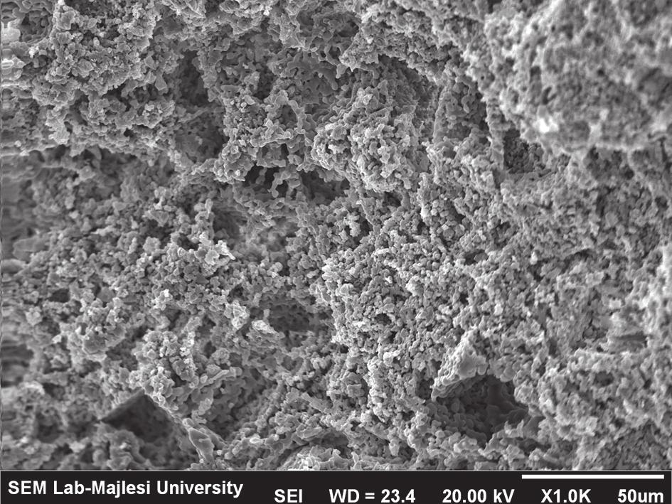 SEM micrograph of the C3 sample after firing. Figure 8.