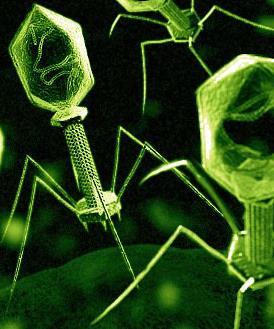 Why bacteriophages? 1. Most abundant microorganism 2. Basis for Molecular Biology 3. Bacterial evolution and virulence 4.