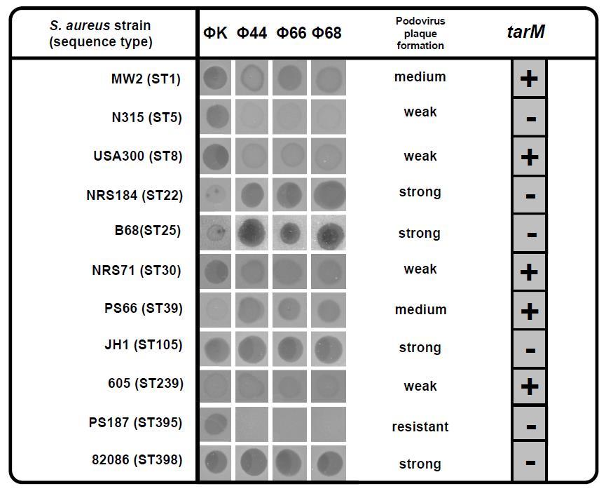 Podovirus infection ability in different sequence types of S.
