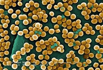Skin- the Staphylococcal eco
