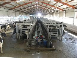 Supply of milk products in Mongolia In 2012, there are over 40,9 million heads of