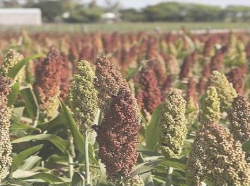 SORGHUM CROP, AN ALTERNATIVE FOR DOBROGEA FARMERS IN THE CONTEXT OF CLIMATE
