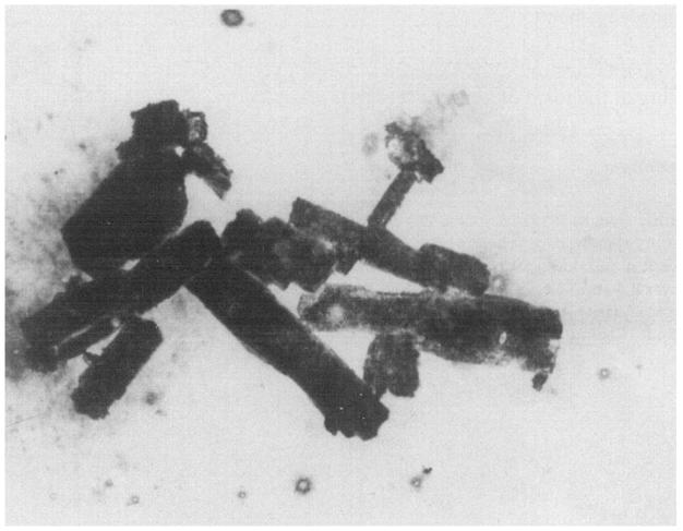 Method.lot preparation o1 acicular precursors 979 6 Figure 3. Transmission electron micrograph of 7-F%O~ synthesized using the acicutar precursors prepared with starch as the complexing medium.