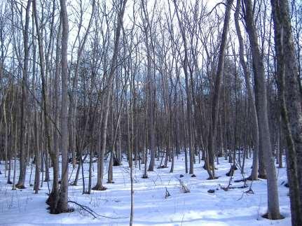 Examples: Stands & Management Size: 10 ac Pole sized ash, cedar, hemlock in bottomlands