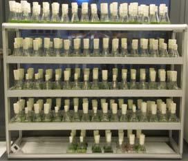 strain collections, new isolates e.g.