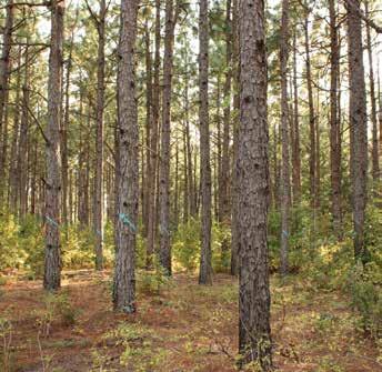 FOR-2001 Understanding the costs of forestry practices is an important piece of any management plan. Forest Farmer magazine first reported the results of a survey of forestry practices costs in 1953.