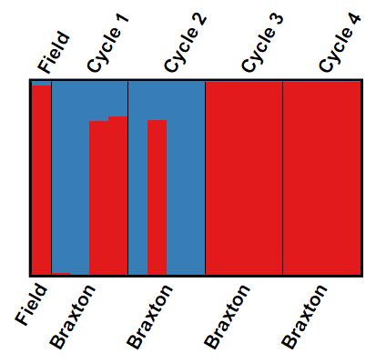 Figure 1.2. Graphical representation of R.