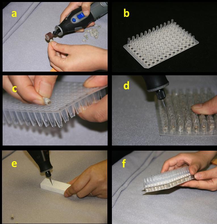 Figure 3.1. Cotton seed tissue sampling process. (a) Sand undelinted cotton seed using a Sanding Drum. (b) Modify a PCR plate by cutting tips of wells. (c) Place sanded seed into modified PCR plate.
