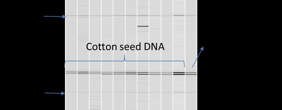 Figure 3.6. SSR genotyping of DNA extracted from individual cotton seed one year after extraction. The last lane contained DNA extracted using a commercial kit from fresh leaf tissue.
