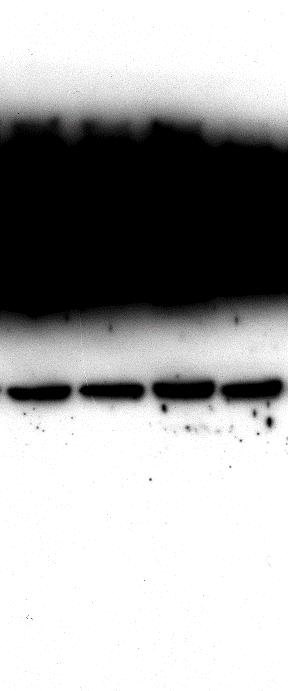 blots from the GTPase