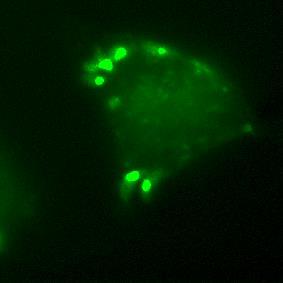 gondii labelled with fluorescein or stably transfected with GFP, respectively.