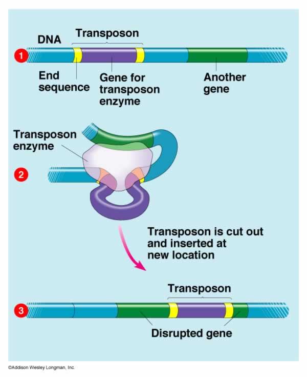 Transposon Jumping genes Transposition is the process by which