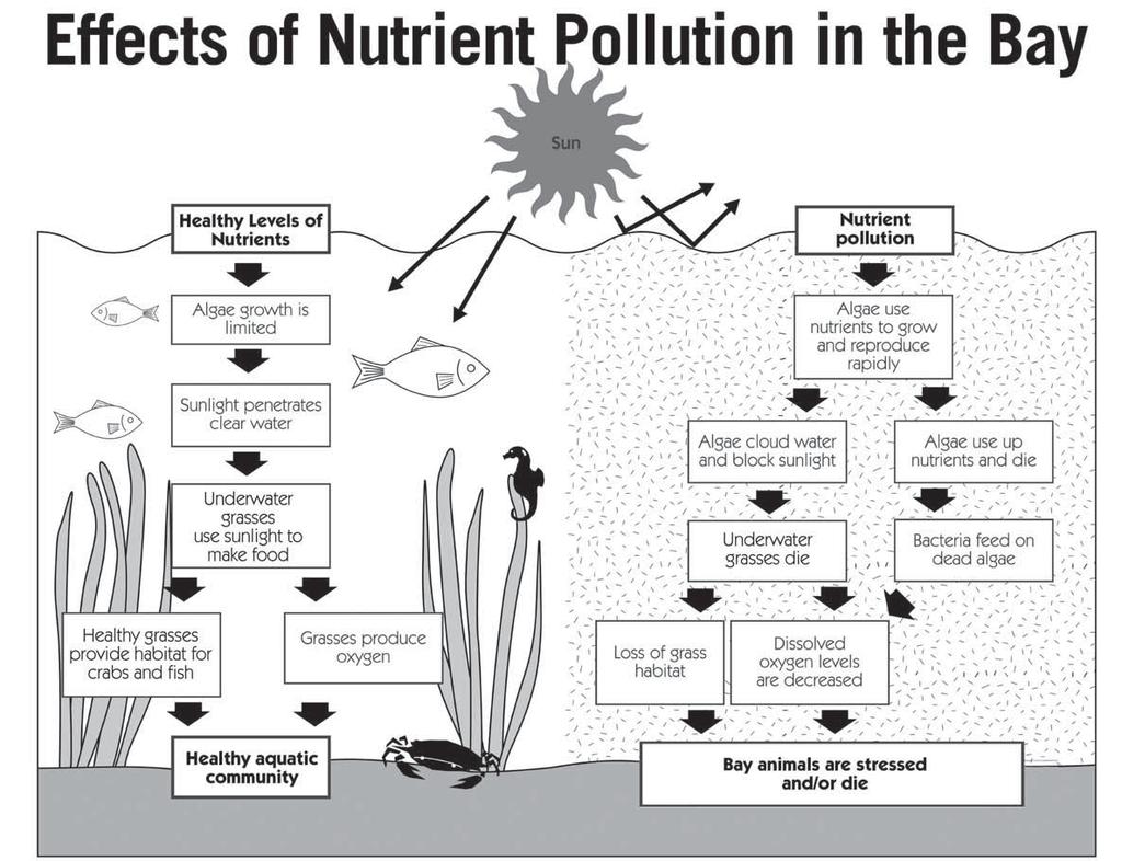 Eutrophication is the natural aging process of a body of water such as a bay or lake. This process results from the increase of nutrients within the body of water which, in turn, create plant growth.