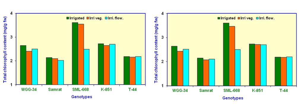 Fig. 6: Effect of different irrigation treatments on Total chlorophyll content of mungbean genotypes DISCUSSION Higher yield with SML-668 was obtained due to grain weight and also boldness of grain.