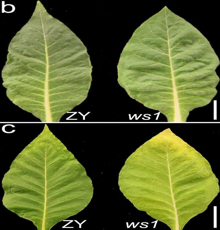 upper leaves lower leaves leaf