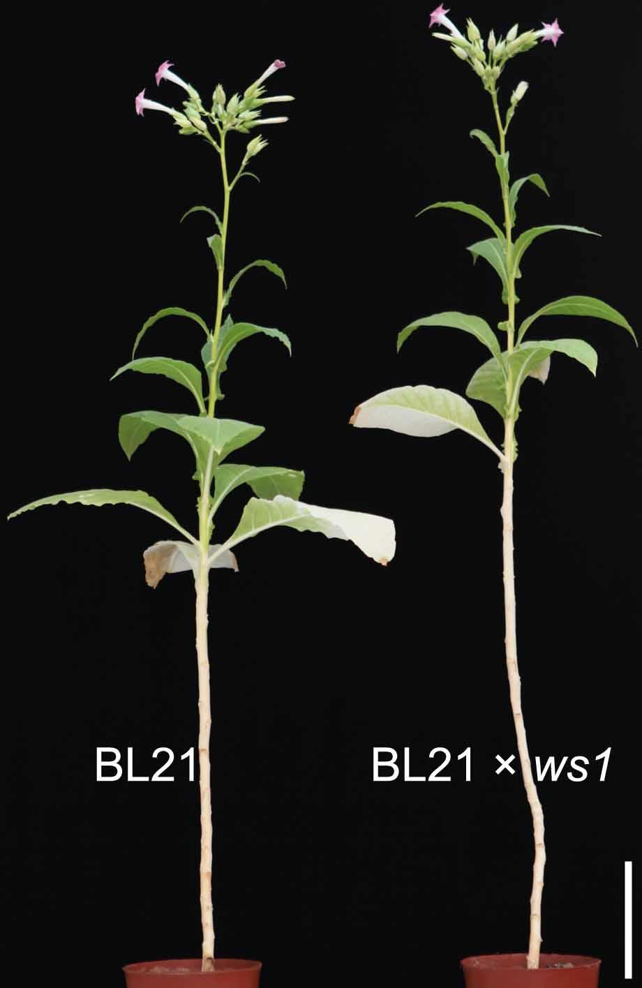 the burley tobacco: similar mutant phenotype to ws1 two recessive genes control allelic?